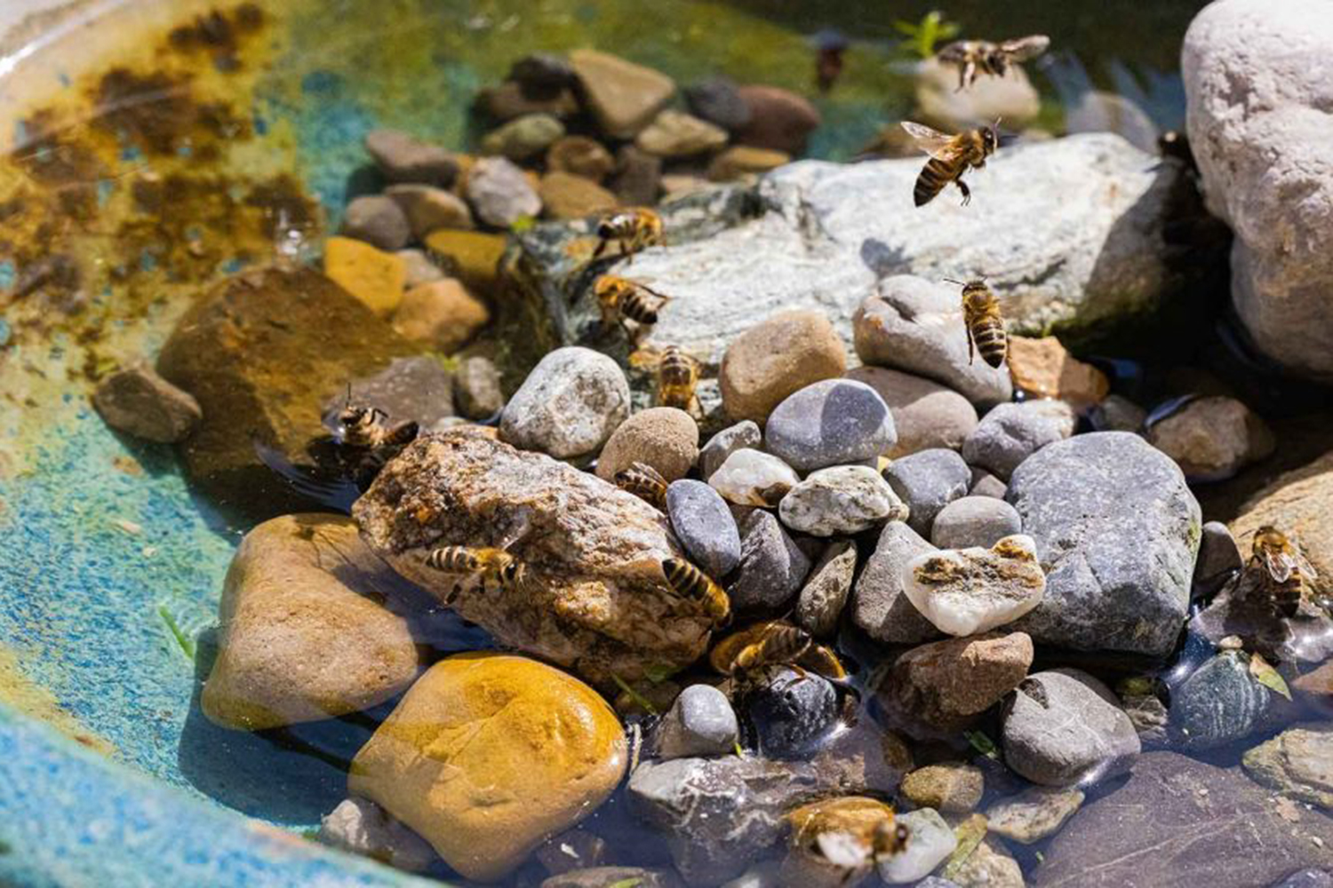 Wasser-News-Bienen-03