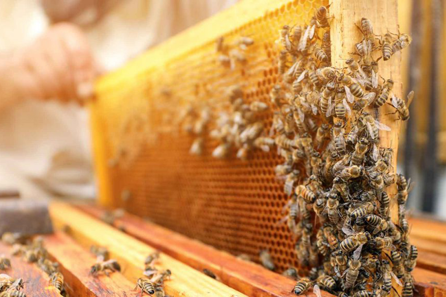 Wasser-News-Bienen-04